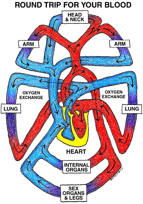 Round trip for your blood
