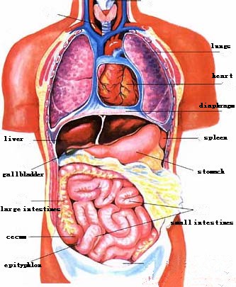 zang-organs