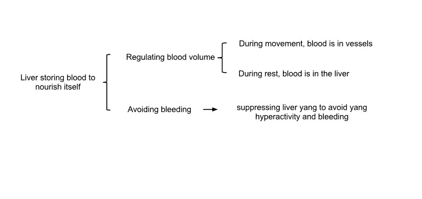 The liver