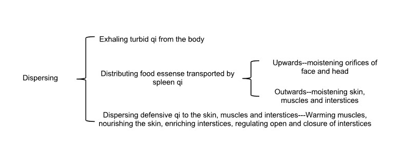 The lung