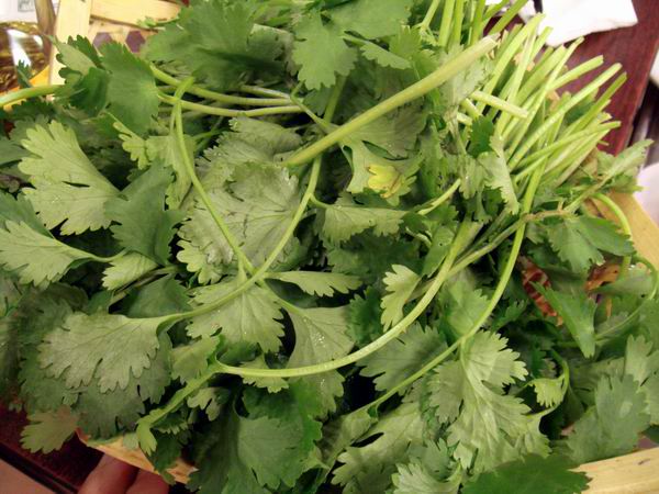 Coriander