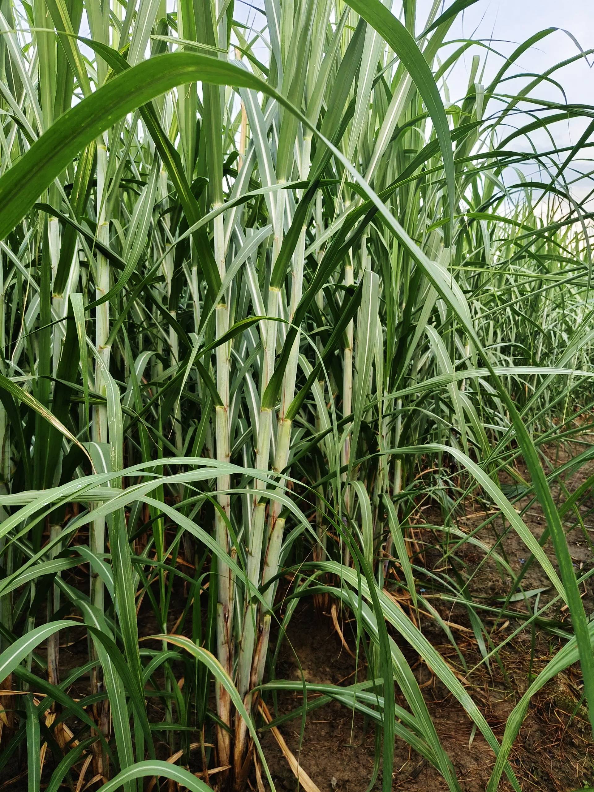 Sweetcane Bud