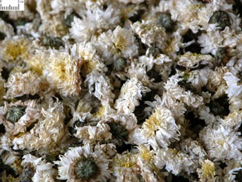 Flos Chrysanthemi