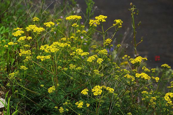 Herba Patriniae Rupestris