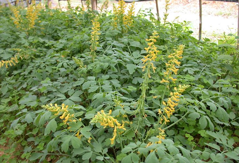 Herba Corydalis Tomentellae Siccata