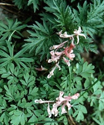 Herba Tephrosiae Purpureae