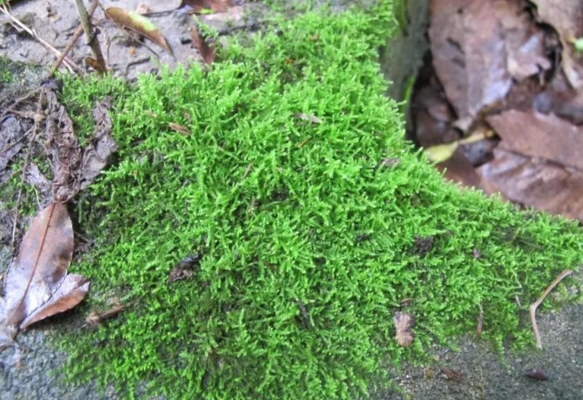 Haplocladium microphyllum