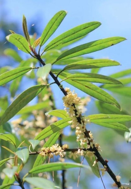 羊舌树