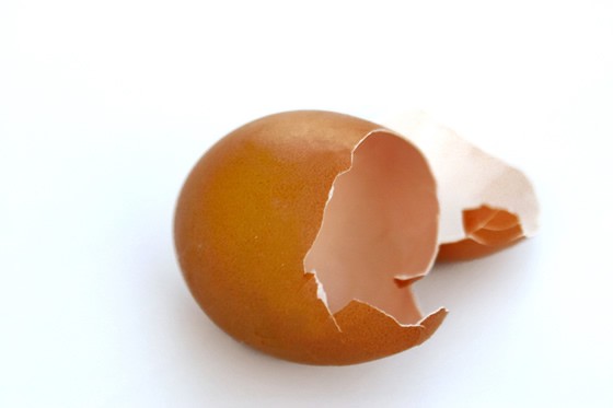 Egg Shell