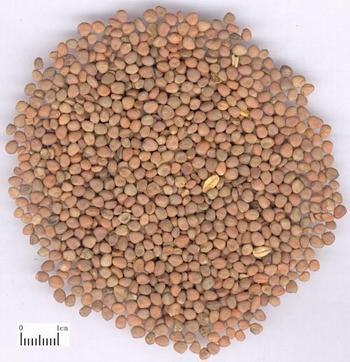 Radish Seed