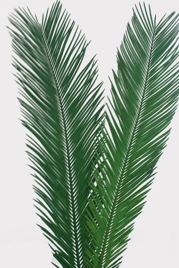 Fruticose Dracaena Leaf