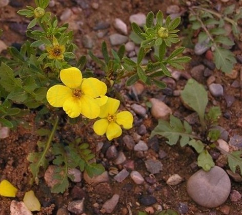 Folium Seu Flos Potentillae Parvifoliae