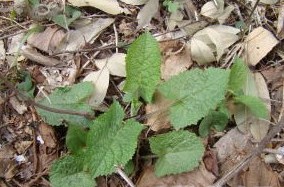 Herba Salviae Simplicifoliae