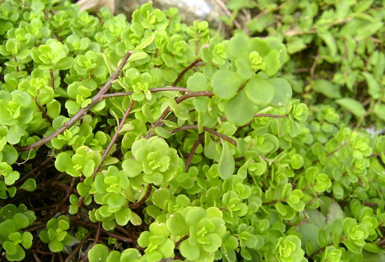 Emarginate stonecrop herb