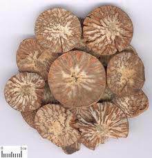 Areca Seed