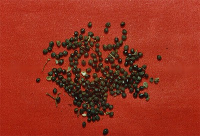 Bunge pricklyash seed