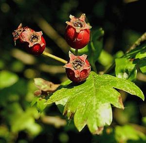 Folium Crataegi