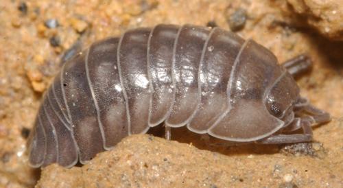 Armadillidium