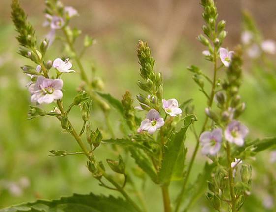 Herba Veronicae Anagallis-Aquaticae