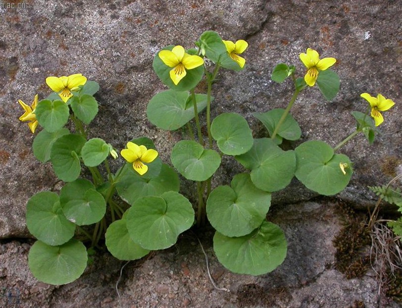 Viola biflora