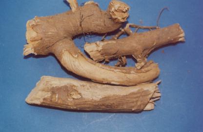 Acanthopanax Root