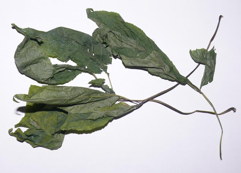 Ginseng leaf