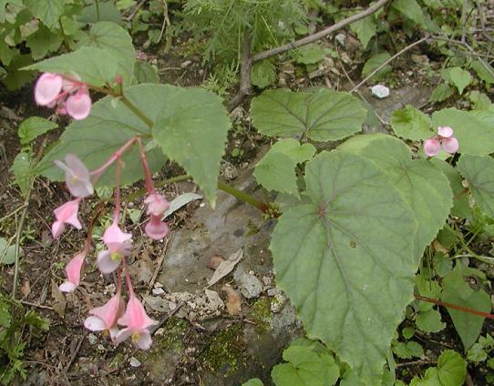 Rhizoma Begoniae Wilsonii