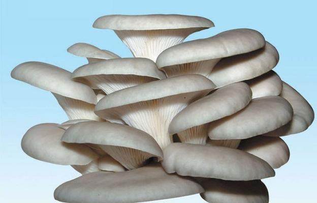 Oyster mushroom